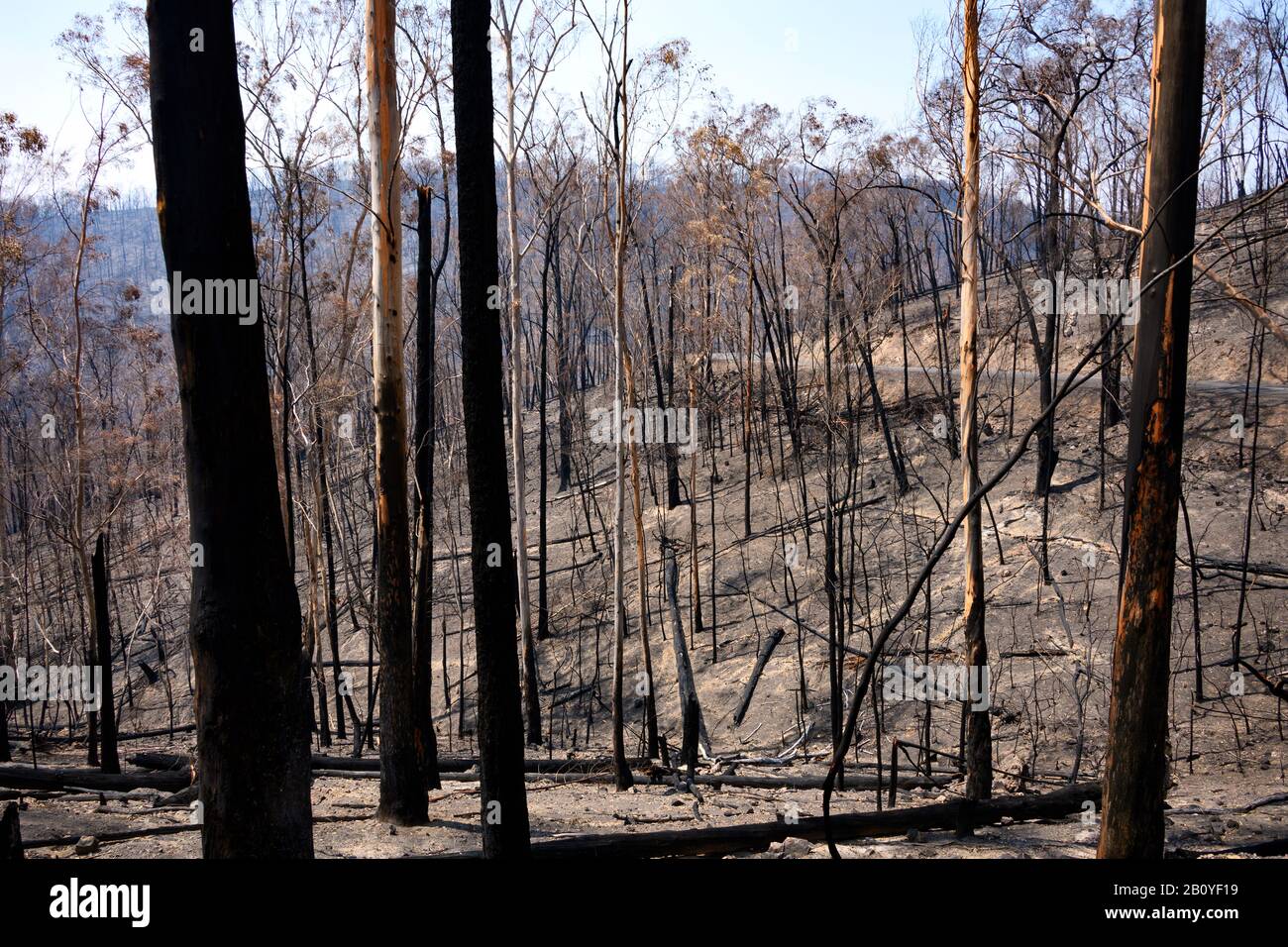 Die totale Verwüstung nach den Bränden in Buchan Stockfoto