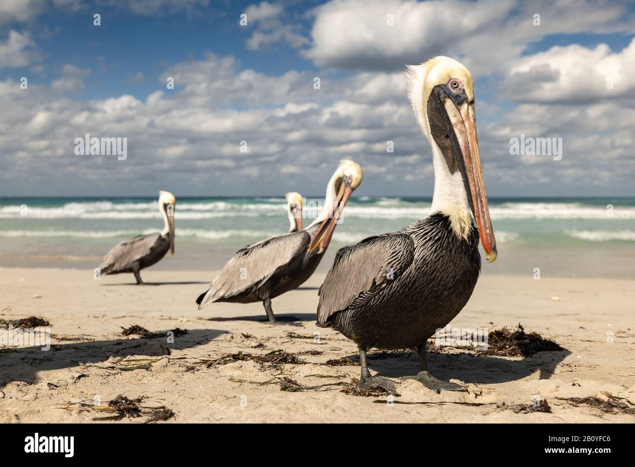 Braune Pelikanfamilie am Strand, Meereswellen und Wolken im Hintergrund Stockfoto