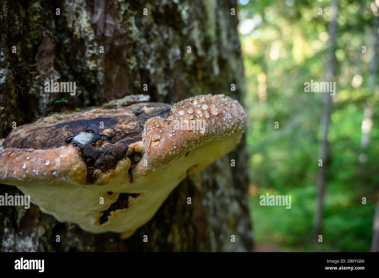 Der braune Mushroom mit Wassertropfen wächst an Bäumen im Smokies Wald Stockfoto