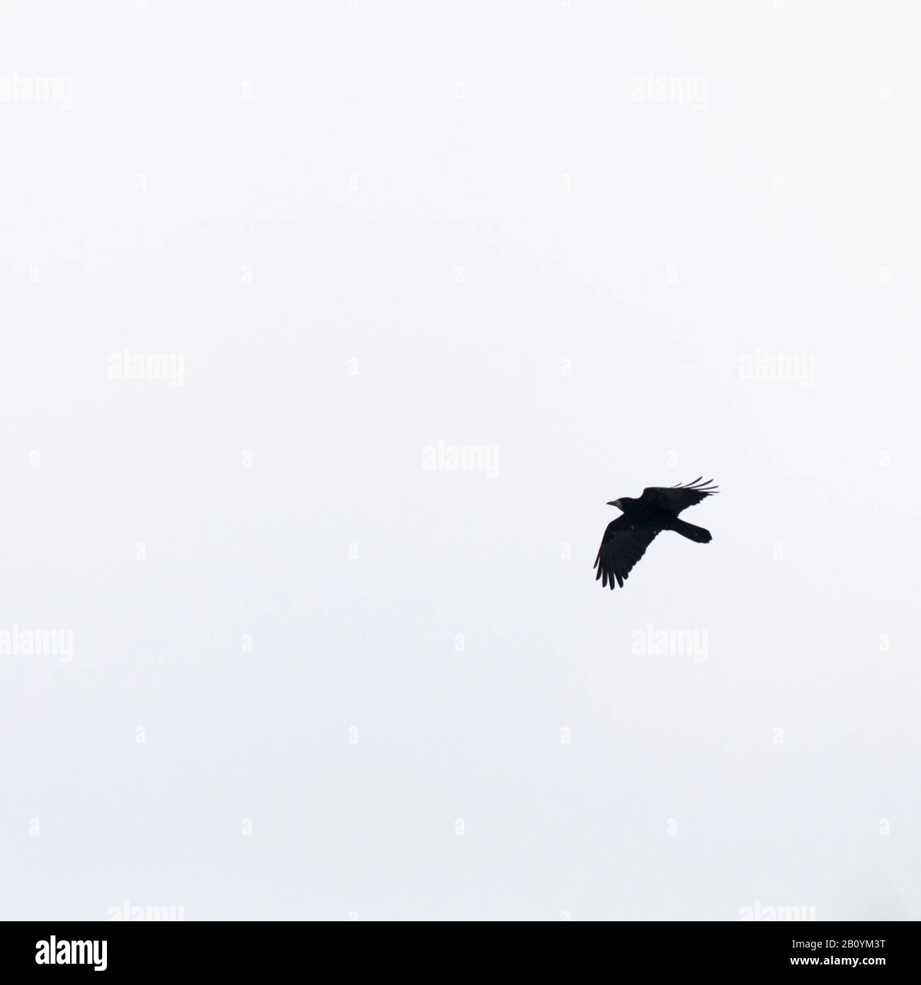 Raven im Flug, Stockfoto