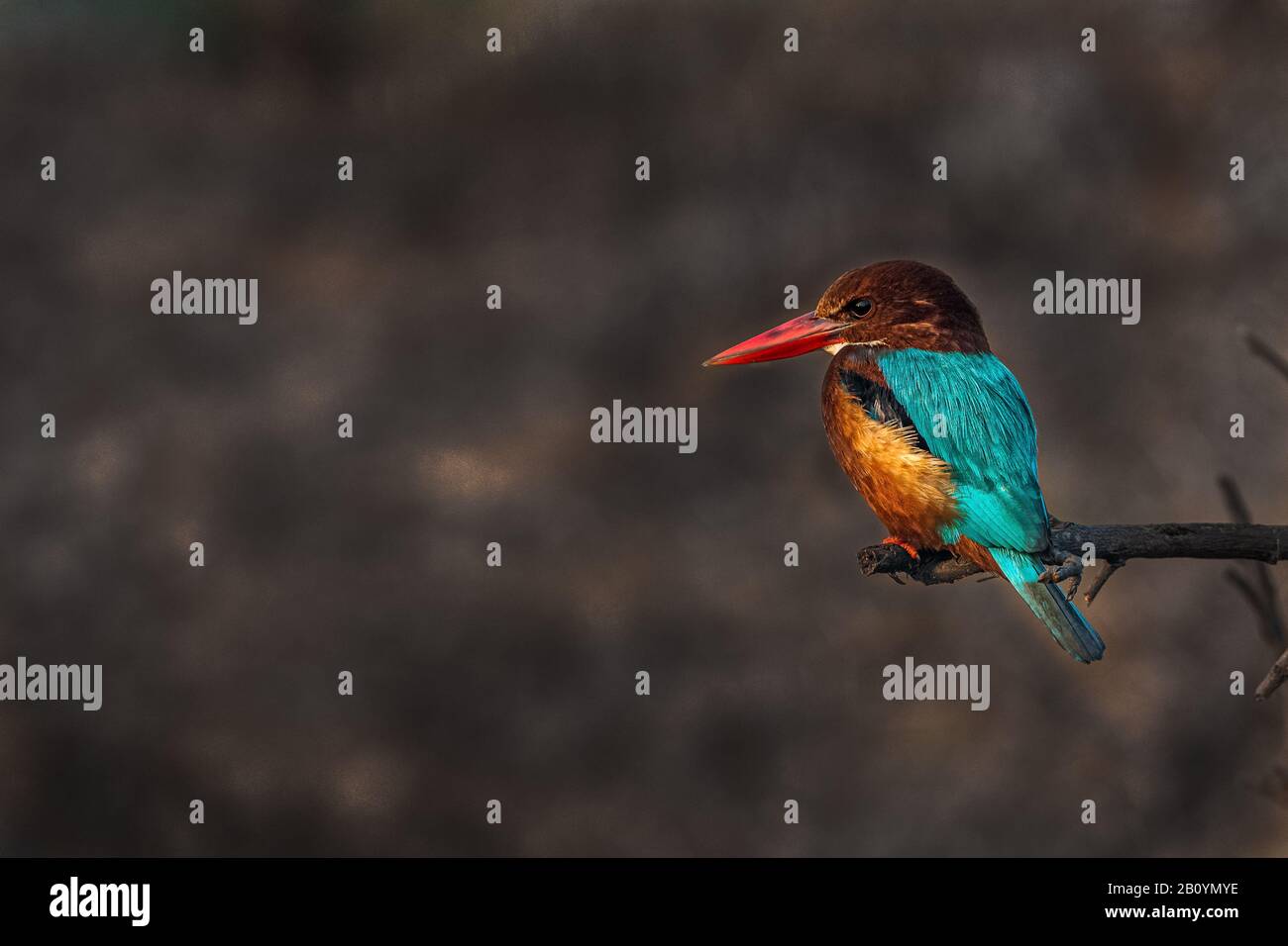 Kingfisher Bird.. Stockfoto