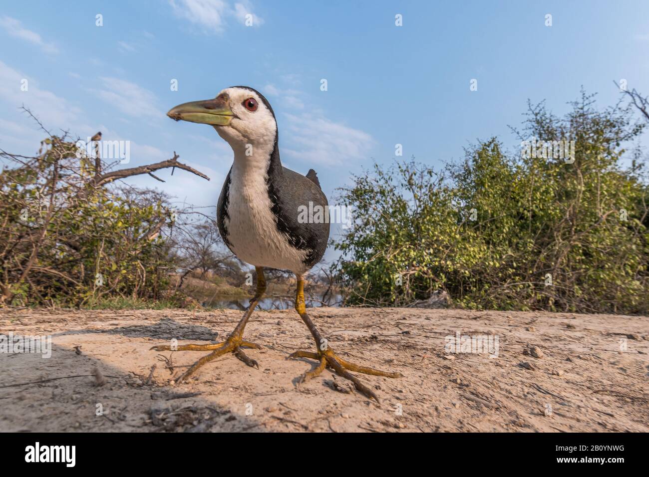 Dieses Bild von Waterhen wird in Rajasthan in Indien aufgenommen. Stockfoto