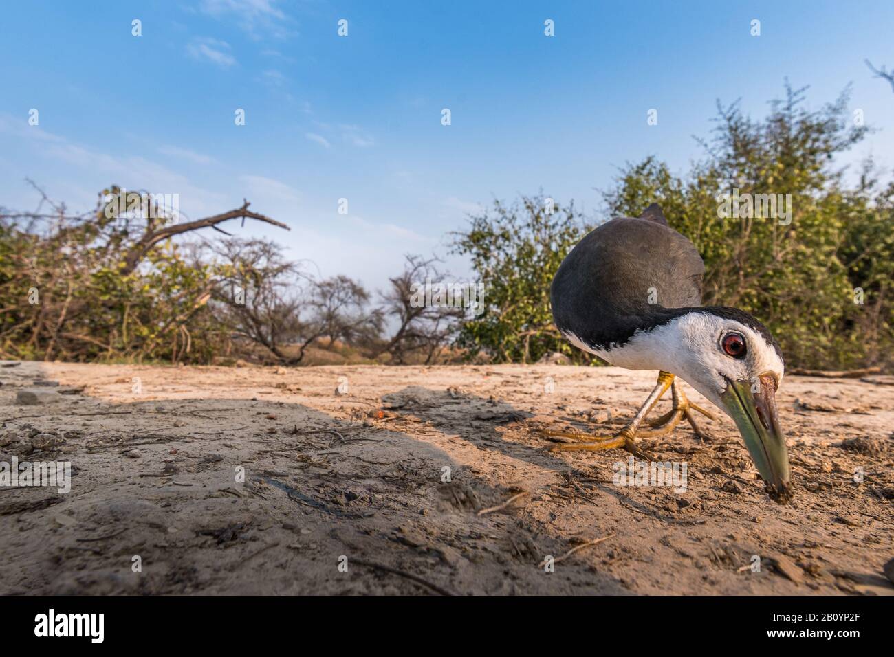 Dieses Bild von Waterhen wird in Rajasthan in Indien aufgenommen. Stockfoto