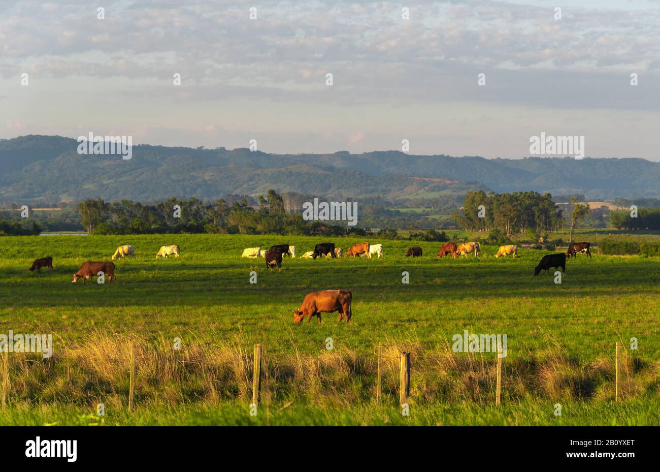 Ländliche Landschaft im Süden Brasiliens. Bereich der landwirtschaftlichen Betriebe, in denen die Rinderzüchtung in ausgedehnten Gebieten stattfindet. Leiter der Viehhaltung. Biene Stockfoto