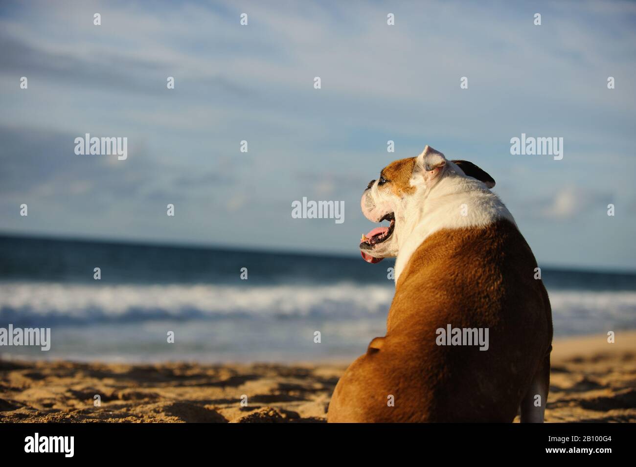 Englisch Bulldog Outdoor-Porträt Stockfoto