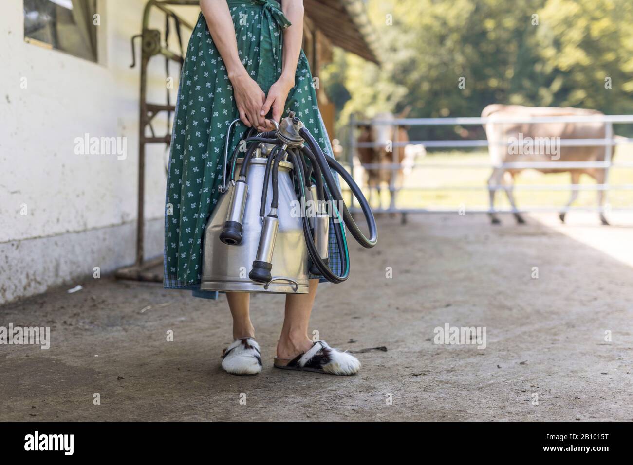 Bauer mit Dirndl trägt eine Melkmaschine Stockfoto
