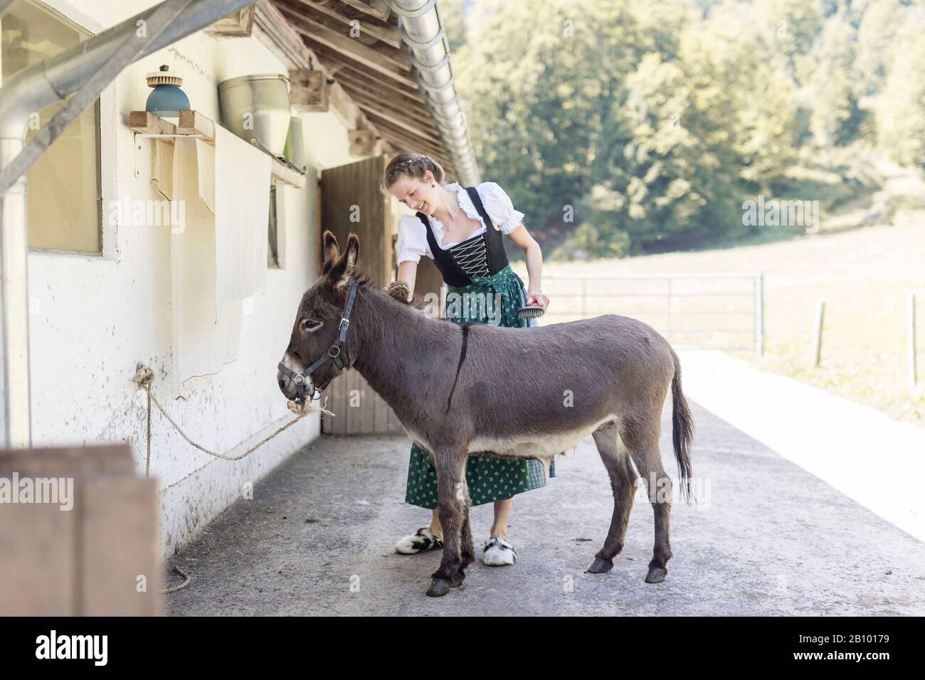 Bauer mit Dirndl bürstet einen Esel Stockfoto