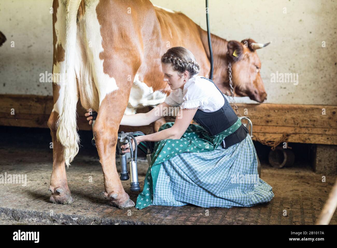 Bäuerin mit Dirndl Milch einer Kuh Stockfoto