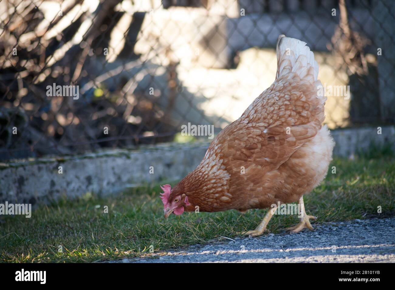 Eine Henne an der Seite der Straße nimmt Lebensmittel auf. Europäische hausgemachte braune Henne. Der alte Brauch, Hühner auf den Weg zu bringen, um sich von Gras zu ernähren, Würmer a Stockfoto
