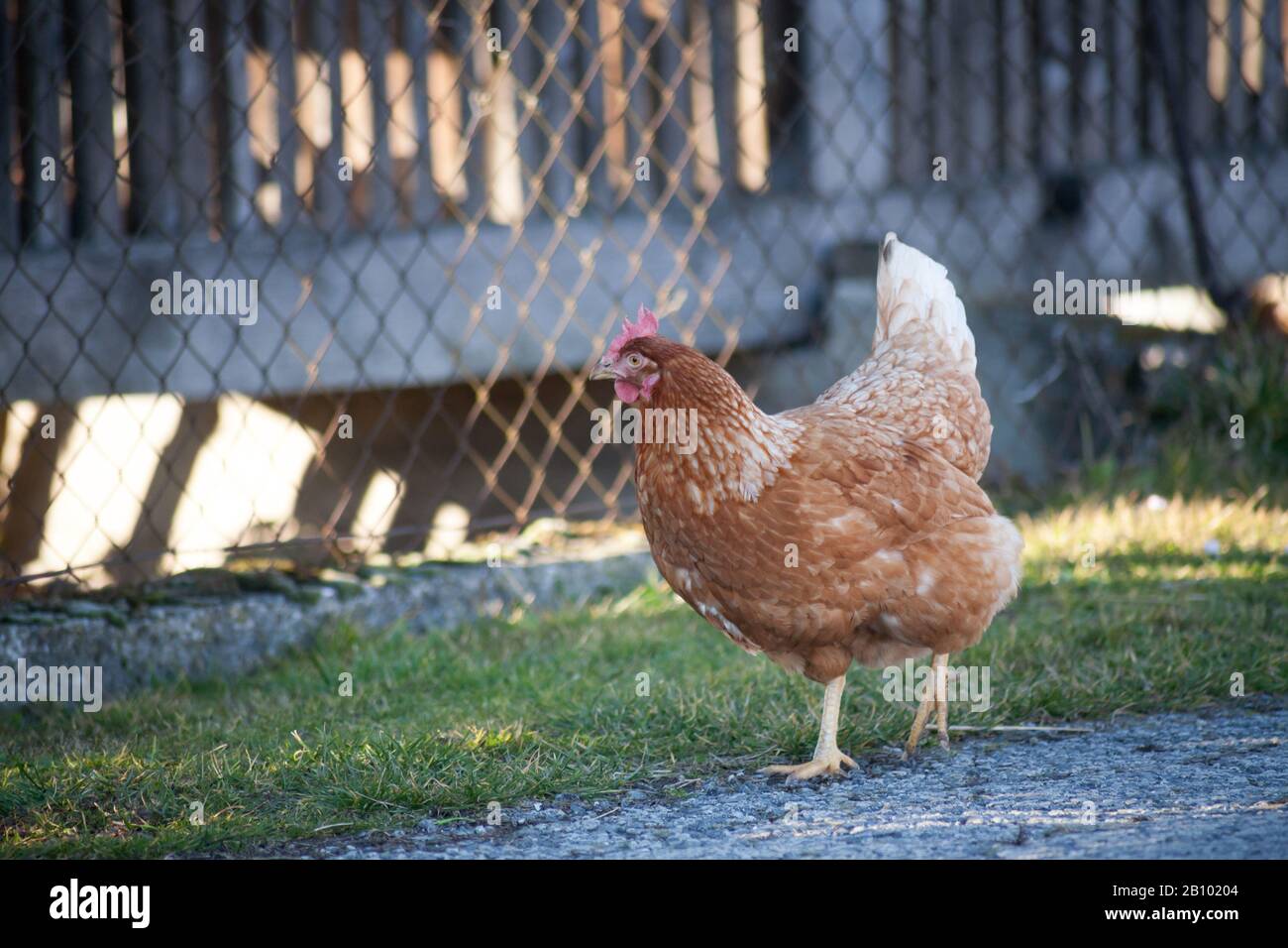 Eine Henne an der Seite der Straße nimmt Lebensmittel auf. Europäische hausgemachte braune Henne. Der alte Brauch, Hühner auf den Weg zu bringen, um sich von Gras zu ernähren, Würmer a Stockfoto