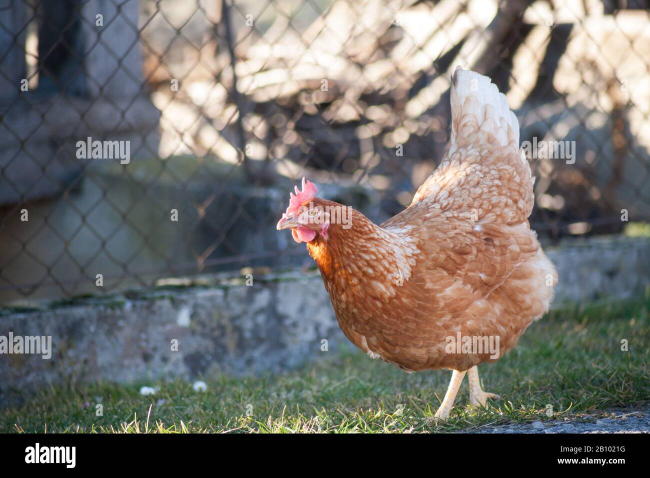 Eine Henne an der Seite der Straße nimmt Lebensmittel auf. Europäische hausgemachte braune Henne. Der alte Brauch, Hühner auf den Weg zu bringen, um sich von Gras zu ernähren, Würmer a Stockfoto