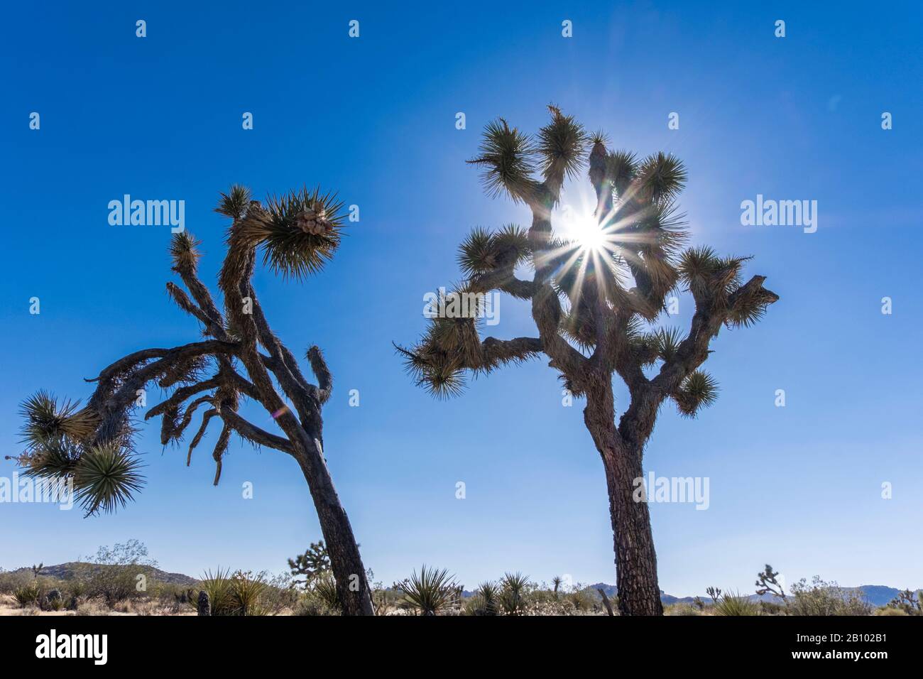 Joshua Tree Nationalpark, Kalifornien, USA Stockfoto