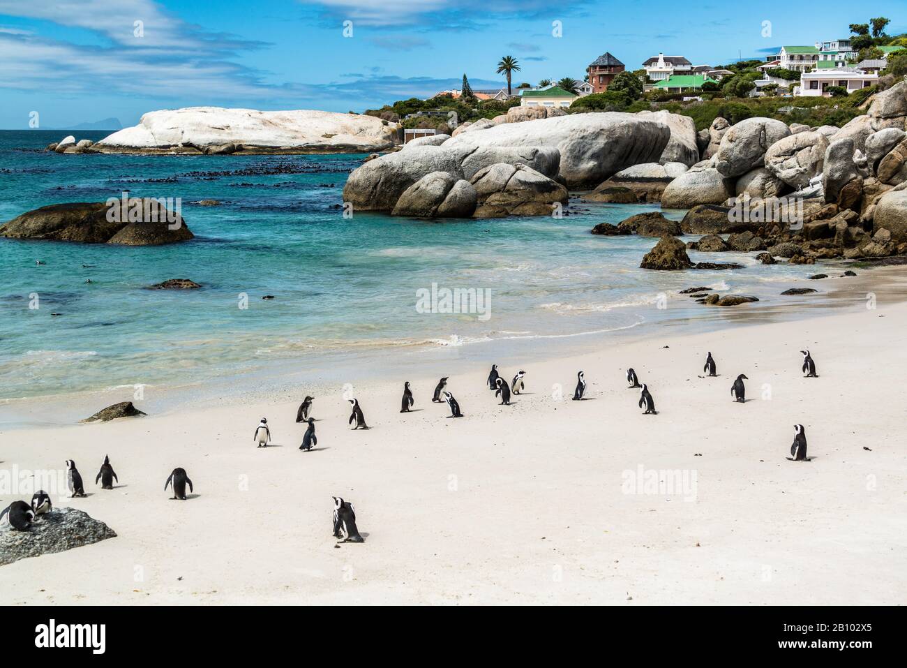 Colony of African Penguins, Boulders Beach, Simon's Town, Südafrika Stockfoto