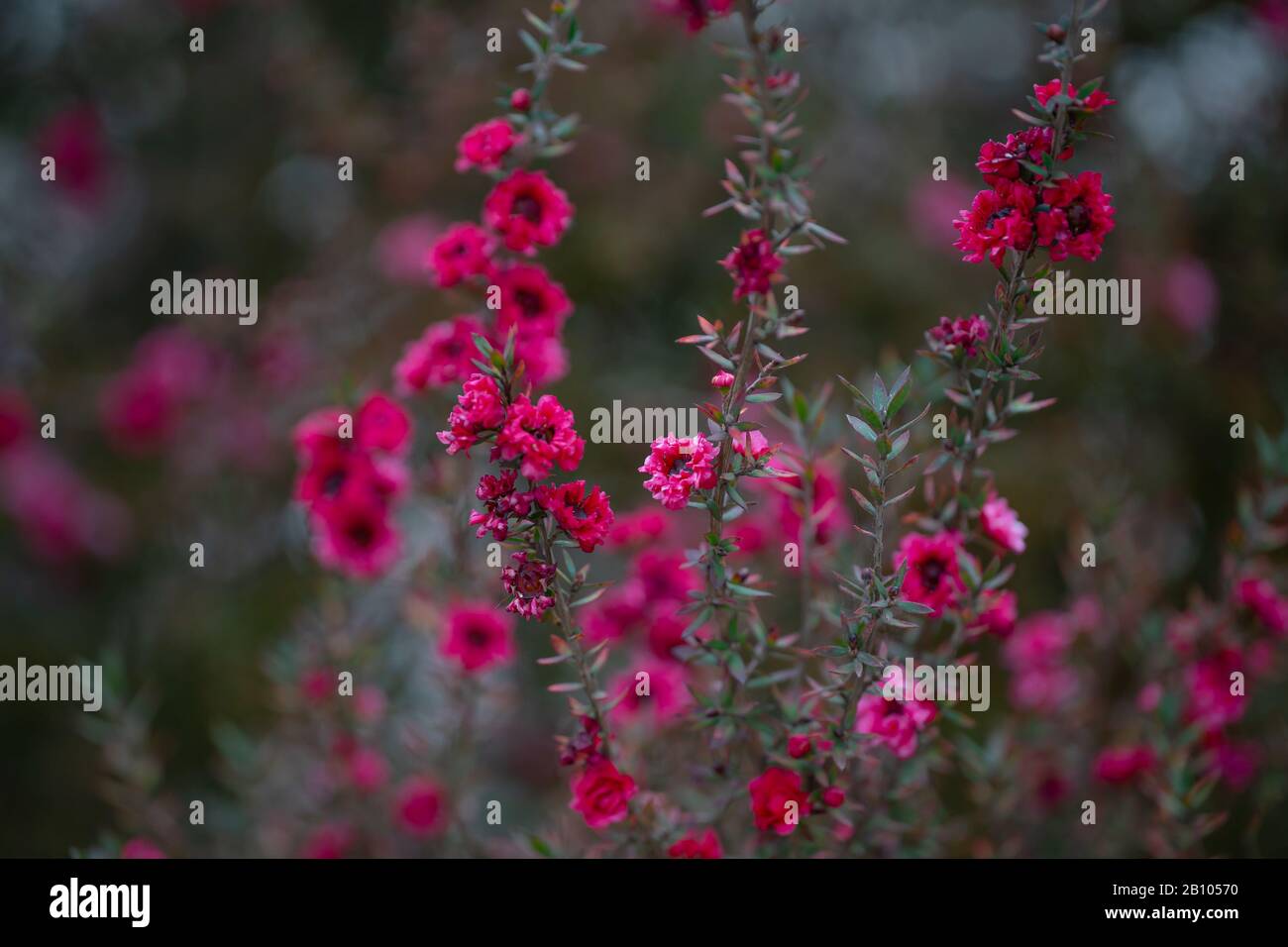 Manuka Pflanze in Blüte. Schöne kleine rosafarbene Blumen von Manuka Baum  Stockfotografie - Alamy