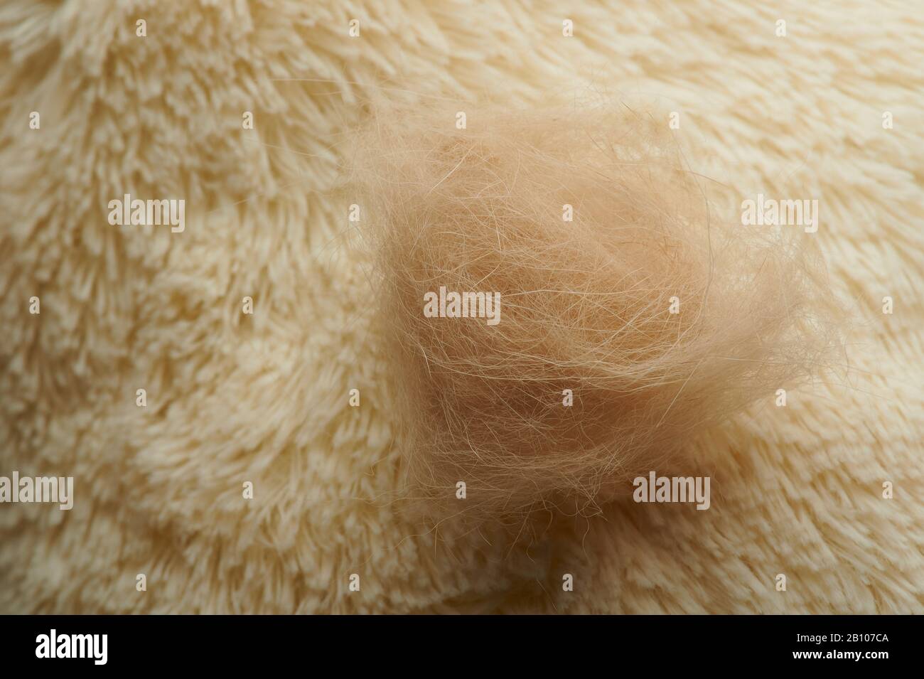 Tiershedding Haarmotiv. Braune Tierhaare auf dem Teppich Stockfoto