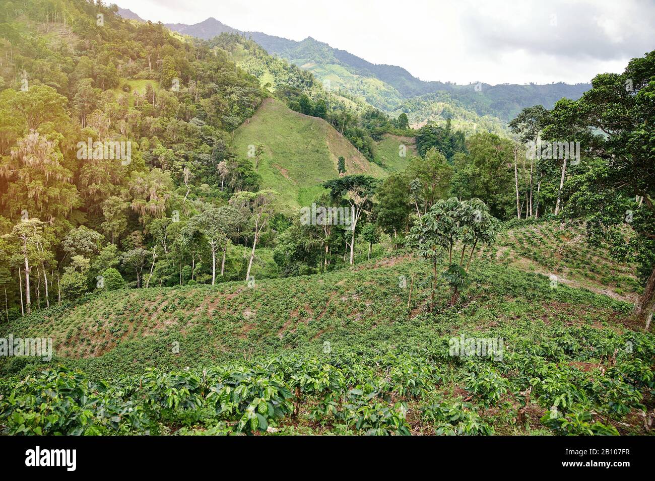 Große Kaffeeplantage auf grünem Berggrund Stockfoto