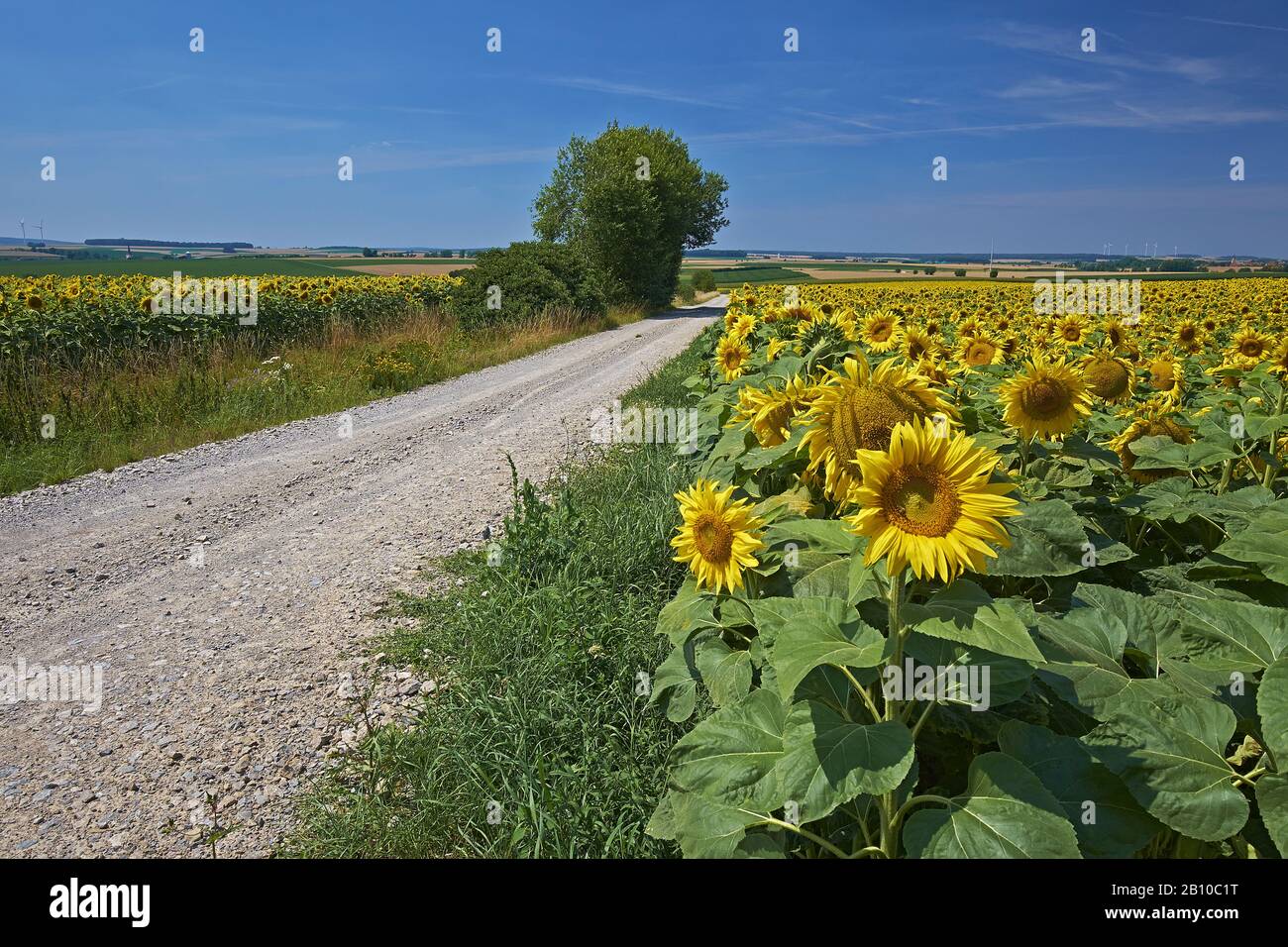 Feldweg durch Sonnenblumenfelder bei Aub, Unterfranken, Bayern, Deutschland Stockfoto