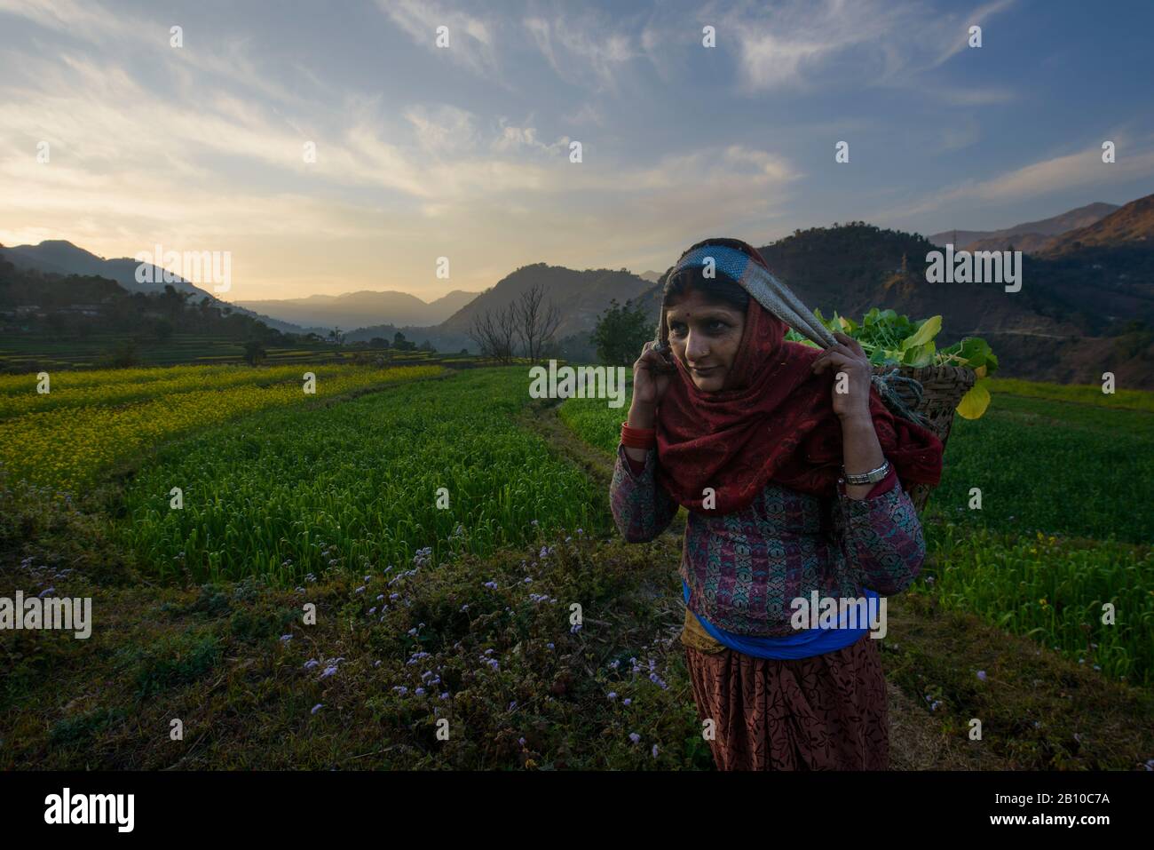 Dorfbewohner sammeln gelbe Blumen auf Terrassen entlang des Siddhartha Highway, Nepal Stockfoto