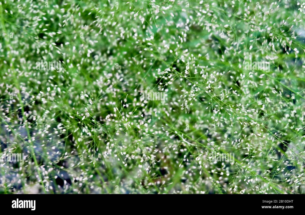 Vilfa Stellata oder Bermuda Grass mit Kleinen Blumen, Die In EINEM Garten Wachsen. Stockfoto