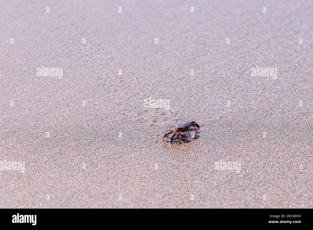 Nahaufnahme einer kleinen Felskrabbe, die an einem Sandstrand läuft und Spuren hinterlässt Stockfoto