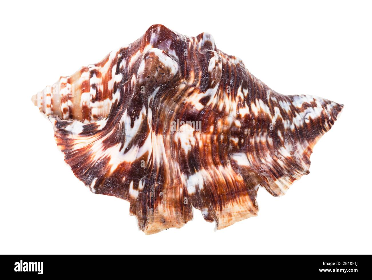 Dunkelbraune Muschel muricider Mollusk isoliert auf weißem Grund Stockfoto