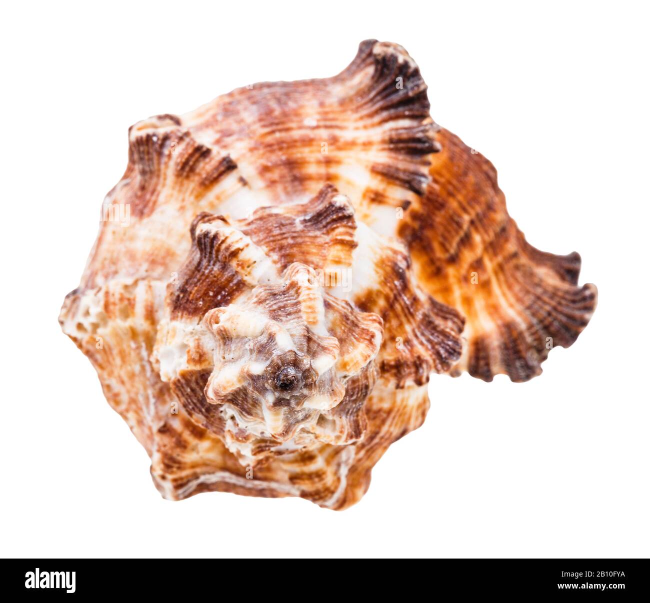 Vorderansicht der Schale der braunen Muriciiden Mollusk isoliert auf weißem Hintergrund Stockfoto