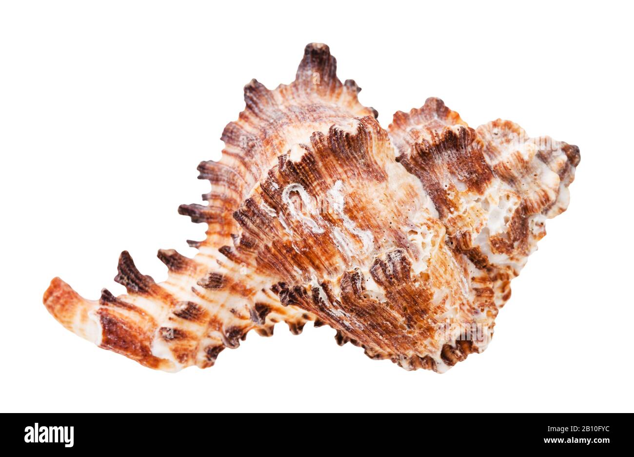 Conch of Brown muricides mollusk isoliert auf weißem Hintergrund Stockfoto
