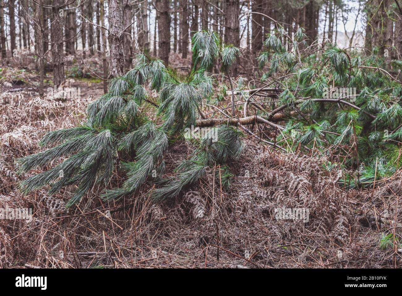 Umgefallener Baum in einem Wald, der von hohen Winden überweht wurde Stockfoto