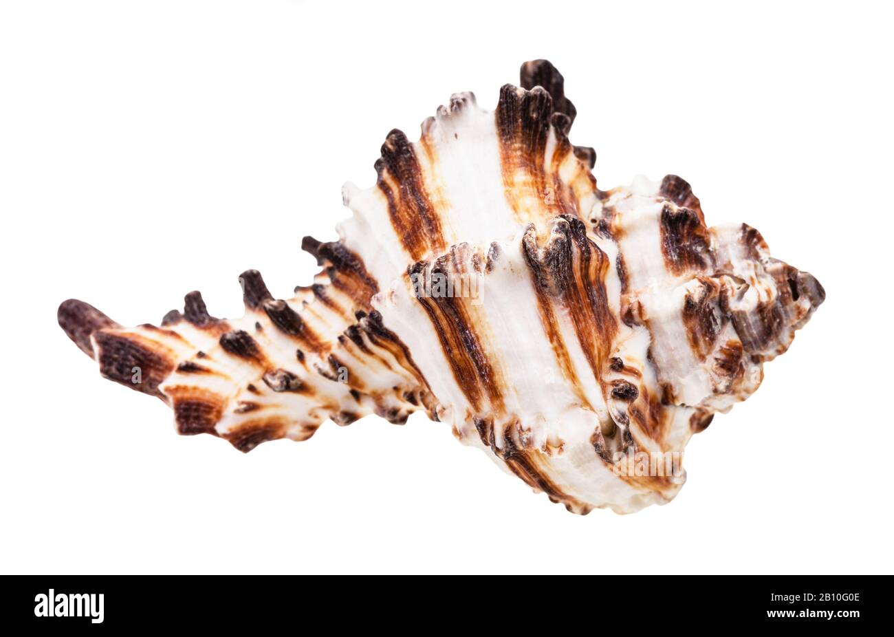 Braun gestreifte Muschel muricider Mollusk isoliert auf weißem Grund Stockfoto