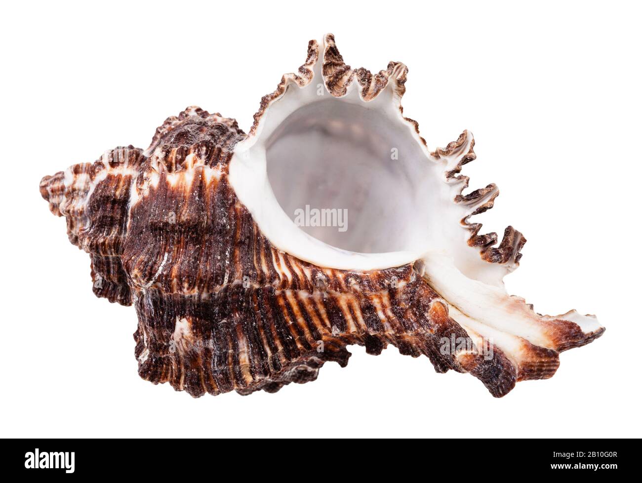 Leeres dunkelbraunes Muscheln isoliert auf weißem Grund Stockfoto