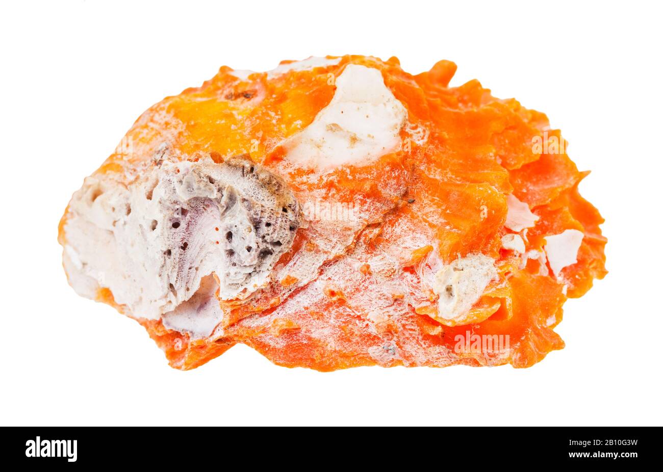 Orangefarbenes Muschel aus Muschel isoliert auf weißem Hintergrund Stockfoto