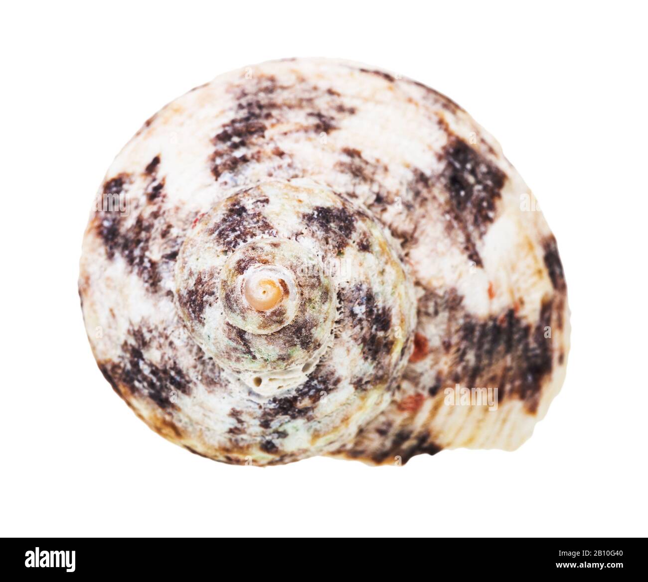 Helix-Schale aus whelkigen Weichtieren isoliert auf weißem Hintergrund Stockfoto