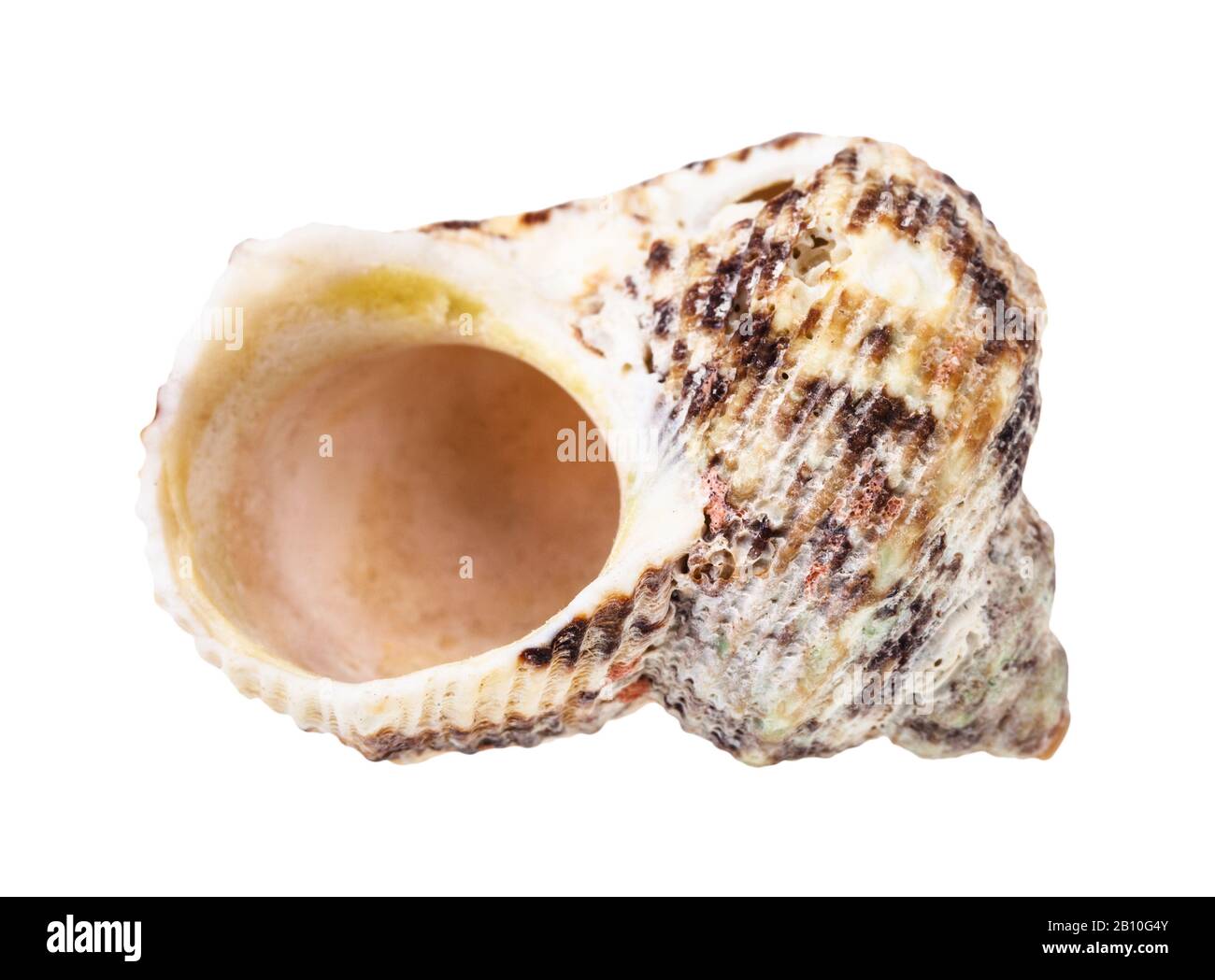 Leere Schale von whelken Weichtieren isoliert auf weißem Hintergrund Stockfoto