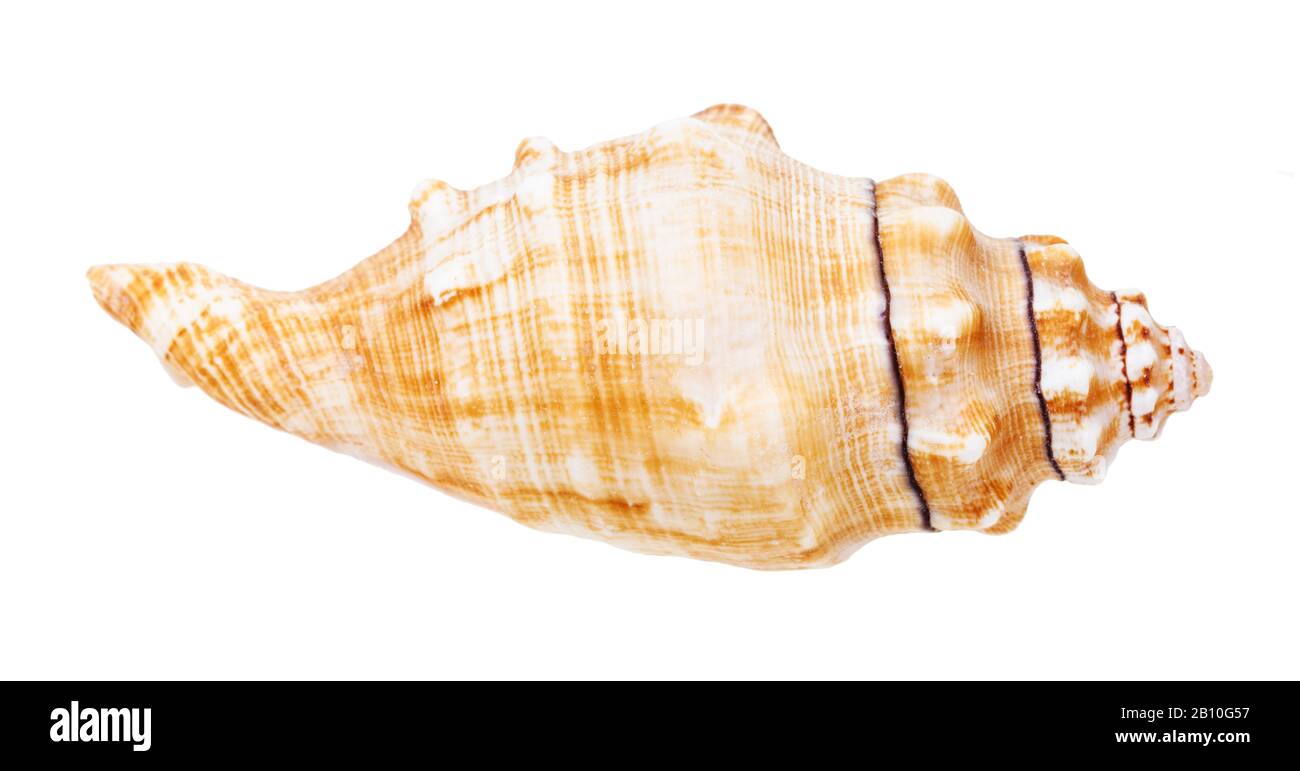 Der Seeschneckenkonch wurde auf weißem Grund isoliert Stockfoto