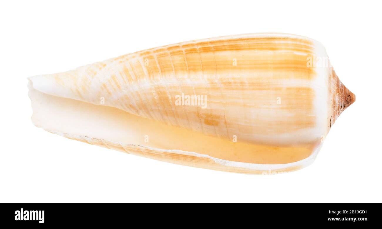 Leere Schale der Conusschnecke isoliert auf weißem Hintergrund Stockfoto