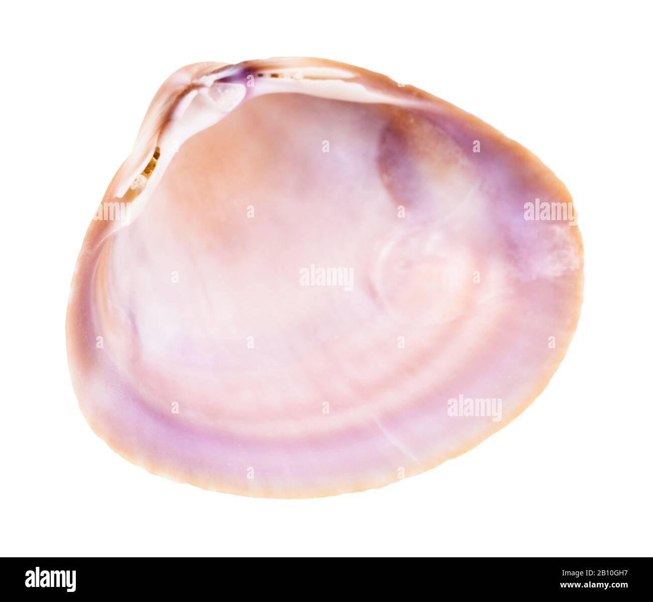 Leere violette Muschel aus Klamm isoliert auf weißem Hintergrund Stockfoto
