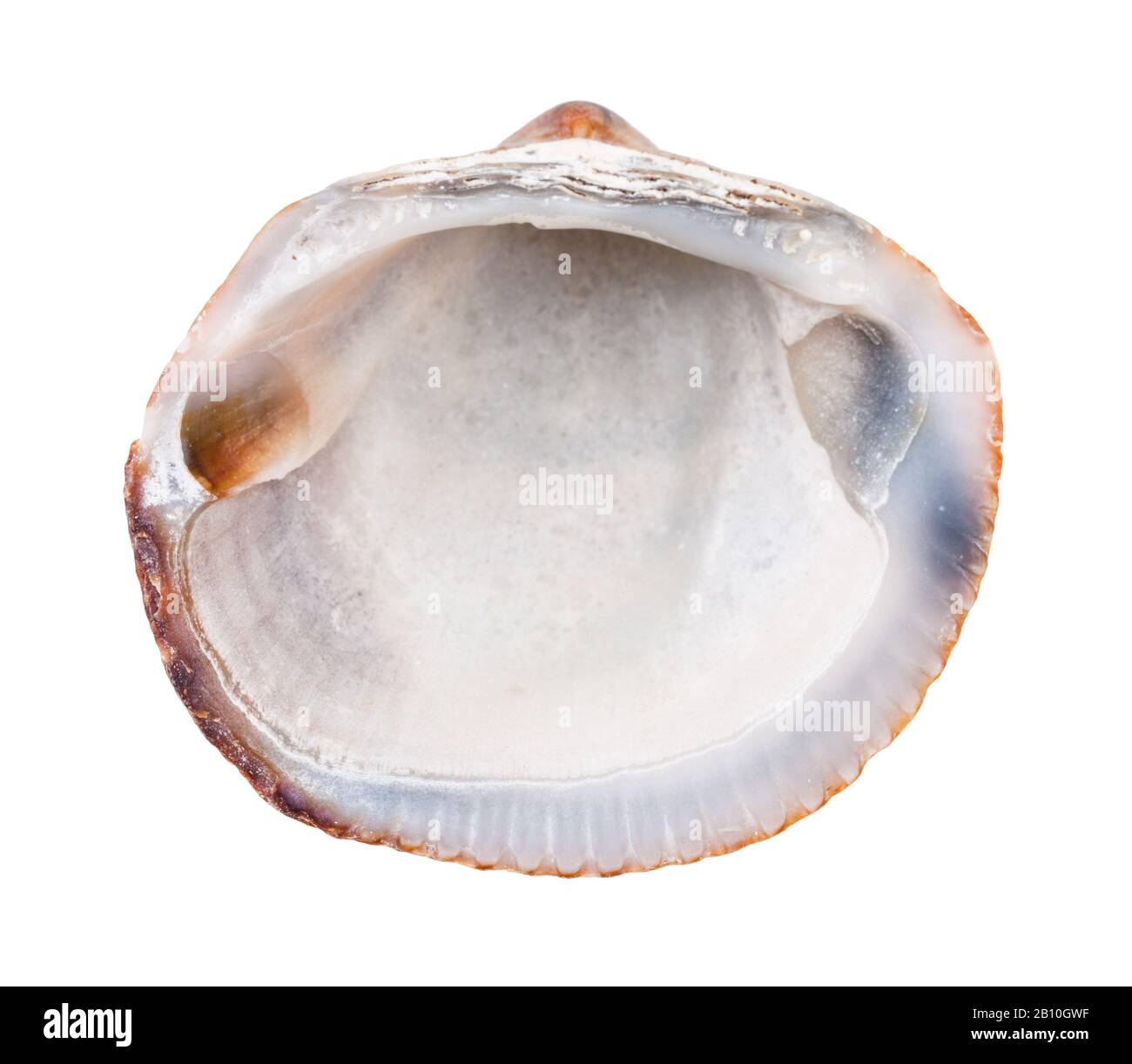 Alte leere Muschel aus Clam isoliert auf weißem Hintergrund Stockfoto