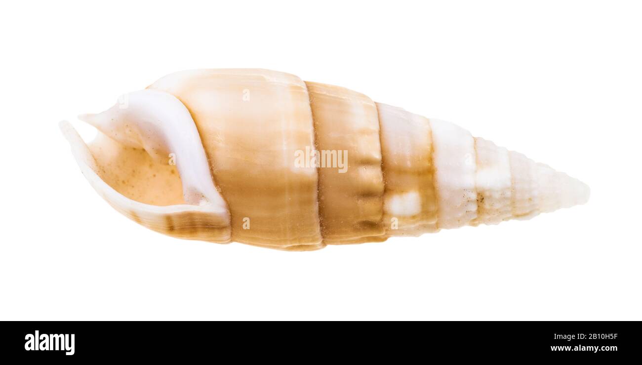 Leere Schale cerith mollusk isoliert auf weißem Hintergrund Stockfoto