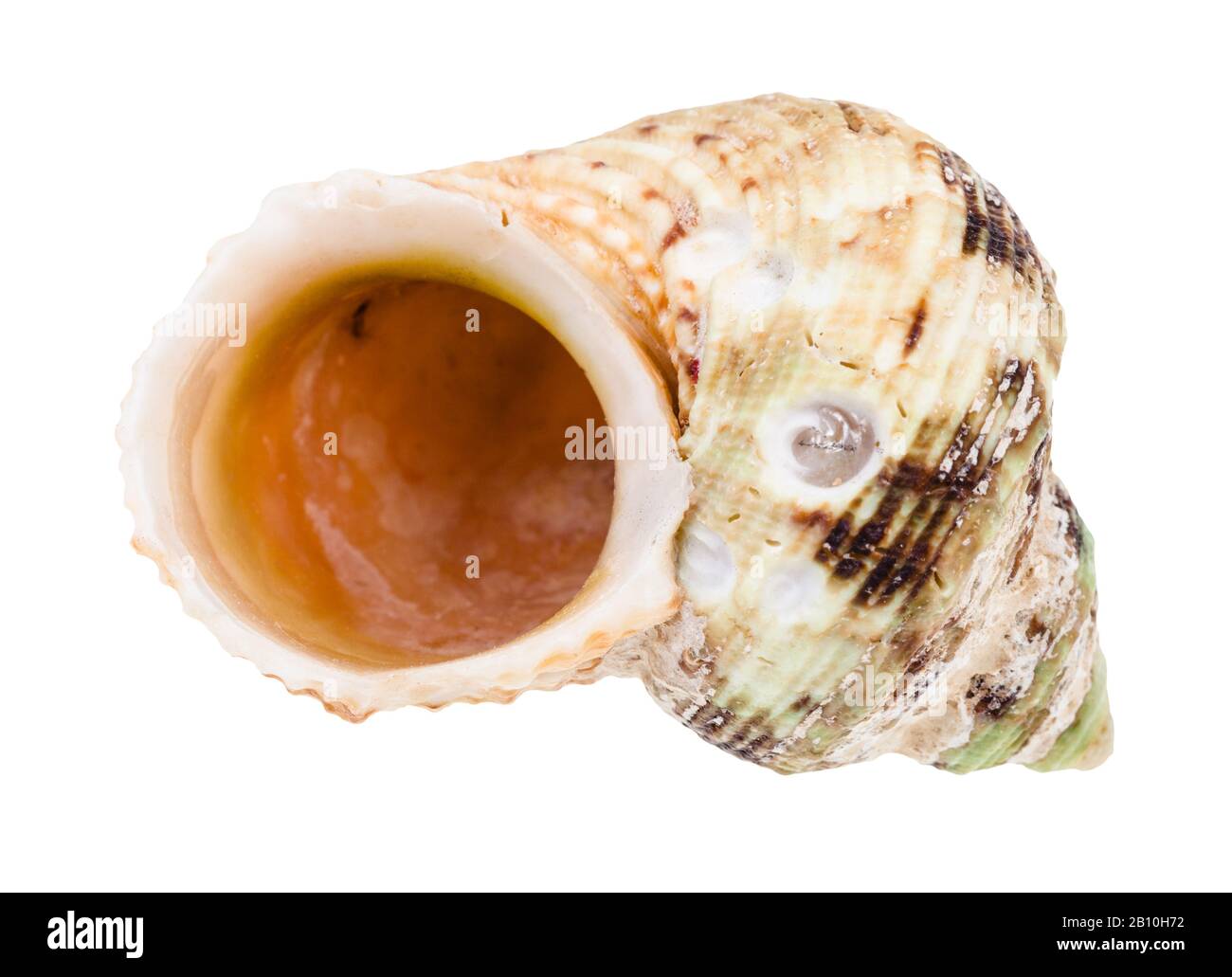 Leere alte Schale von whelkigen Weichtieren isoliert auf weißem Hintergrund Stockfoto