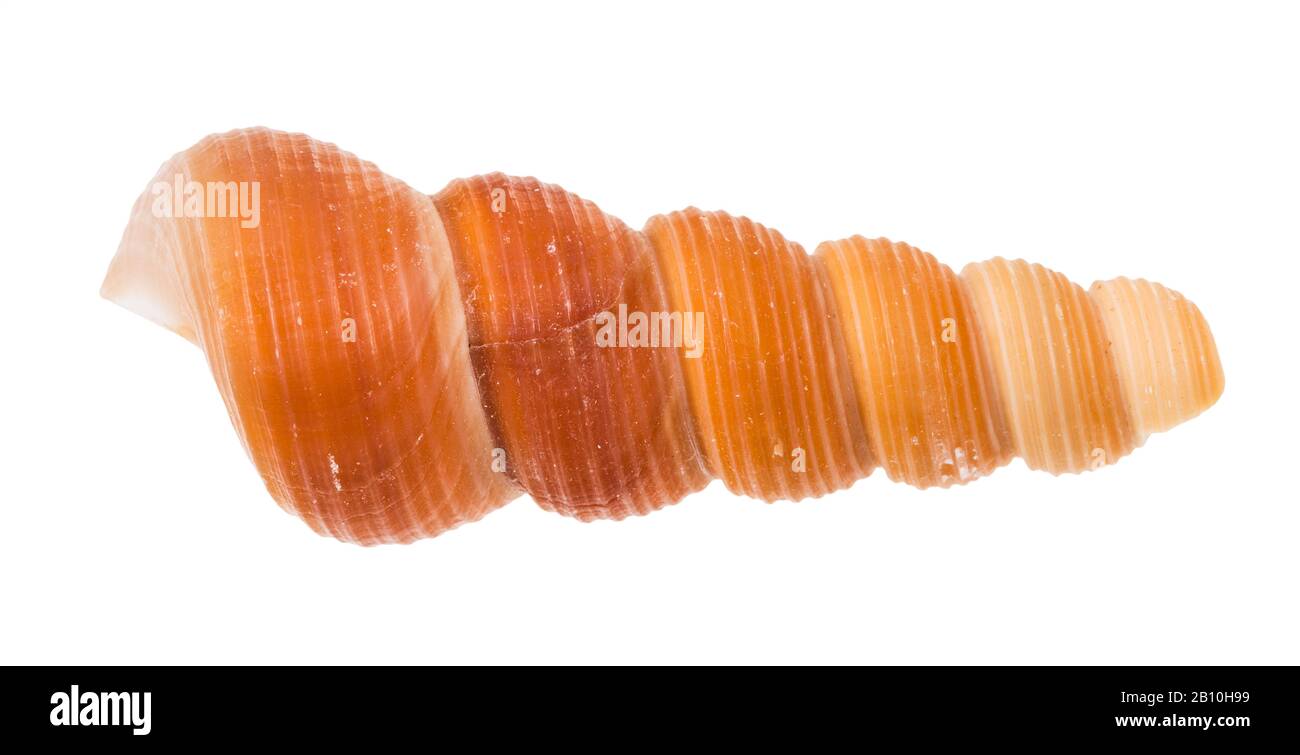 Seeschell aus Turmschnecke isoliert auf weißem Grund Stockfoto