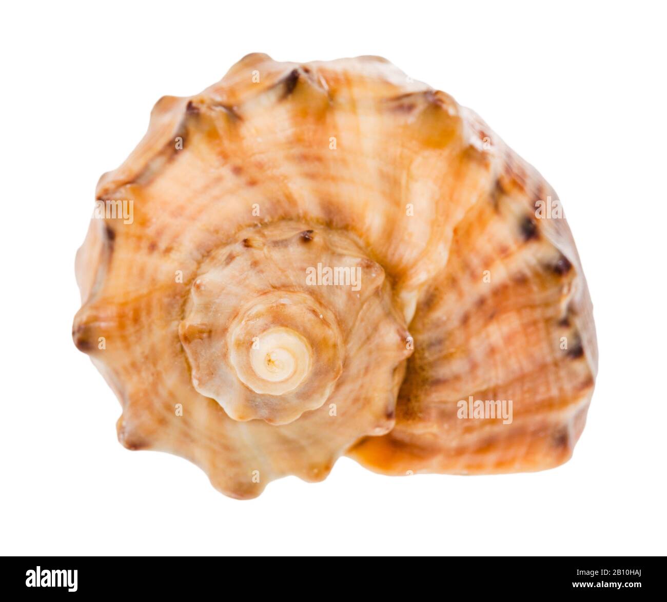 Helix-Schale von Rapana isoliert auf weißem Hintergrund Stockfoto