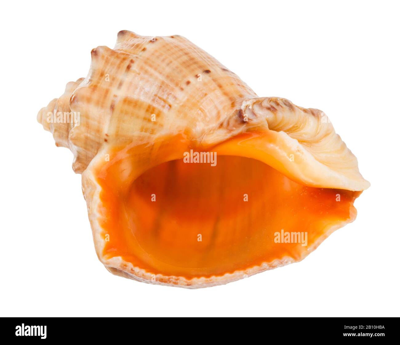 Leere Hülle aus Rapana isoliert auf weißem Hintergrund Stockfoto