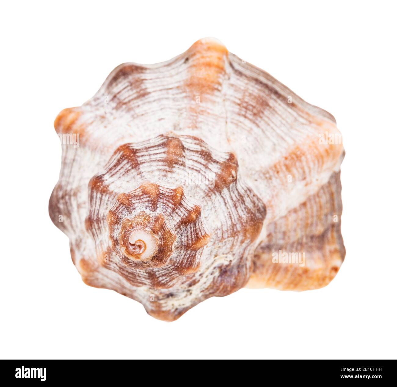 Helix-Schale aus Whelkenschnecke isoliert auf weißem Hintergrund Stockfoto