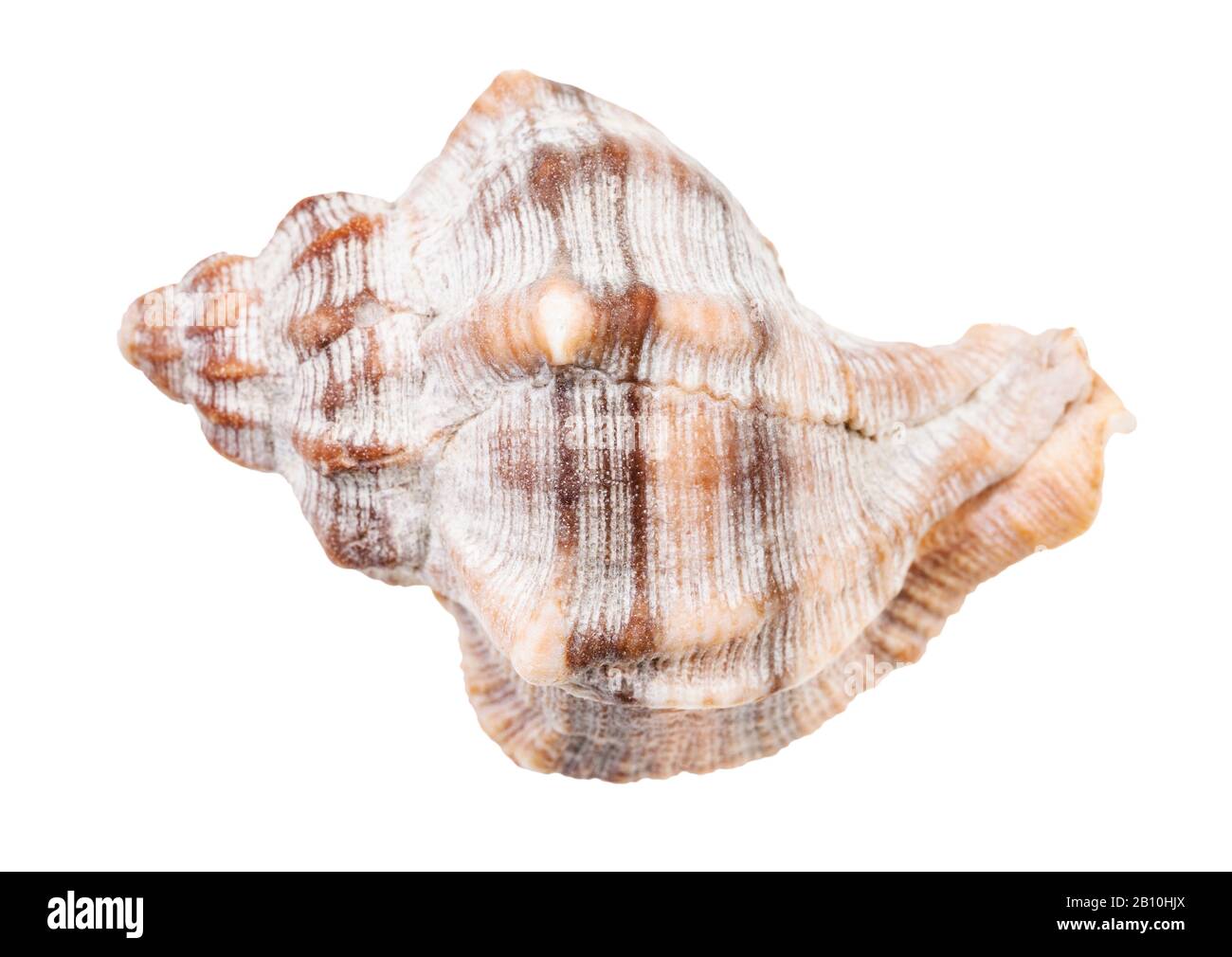 Schale der Whelkenschnecke isoliert auf weißem Hintergrund Stockfoto