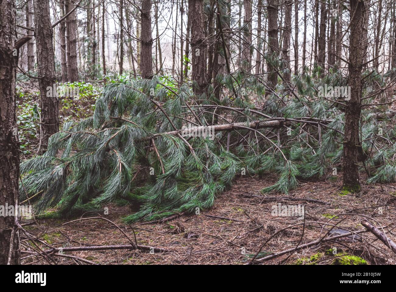 Umgefallener Baum in einem Wald, der von hohen Winden überweht wurde Stockfoto