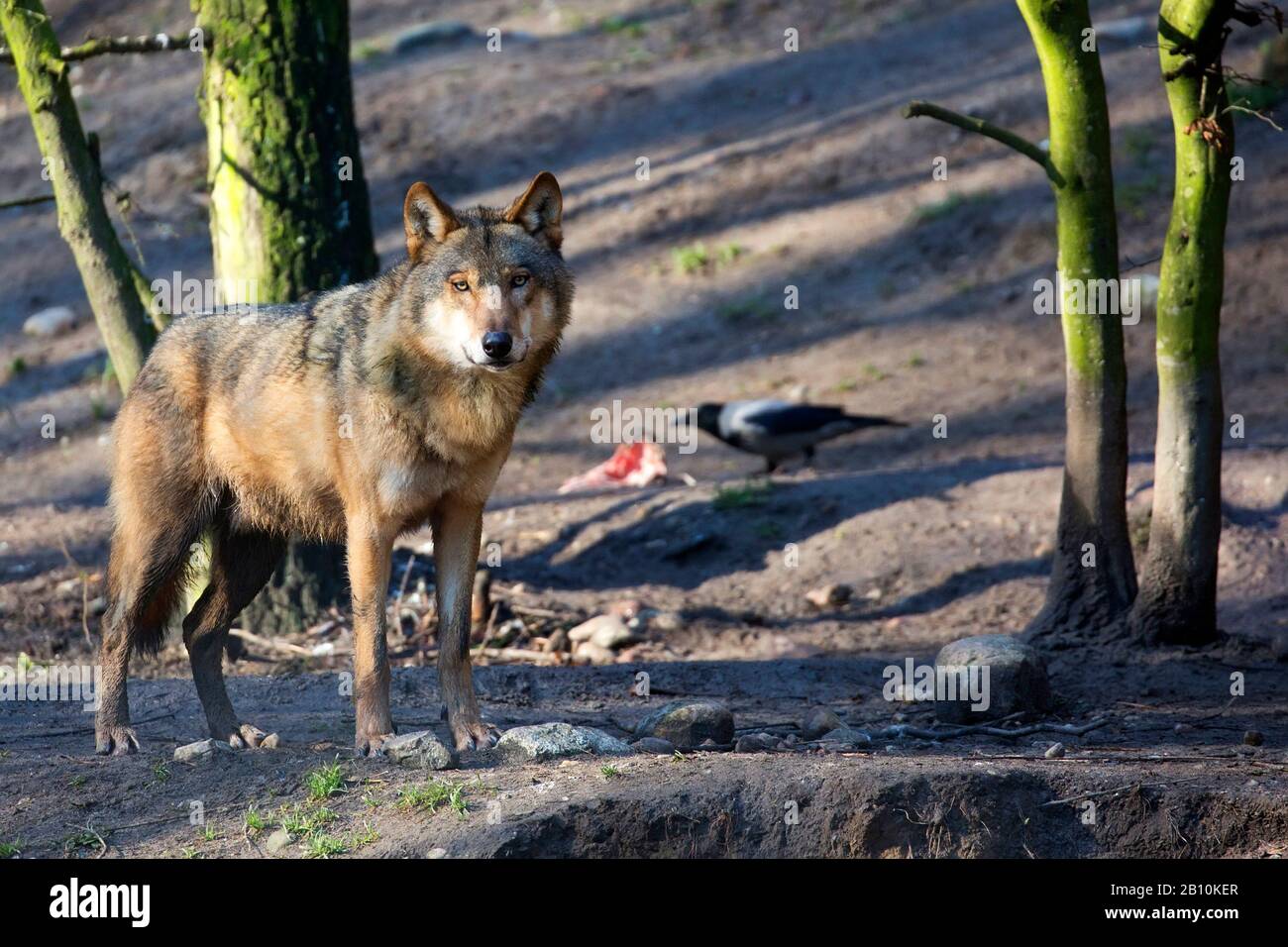 Wolf im Wald Stockfoto