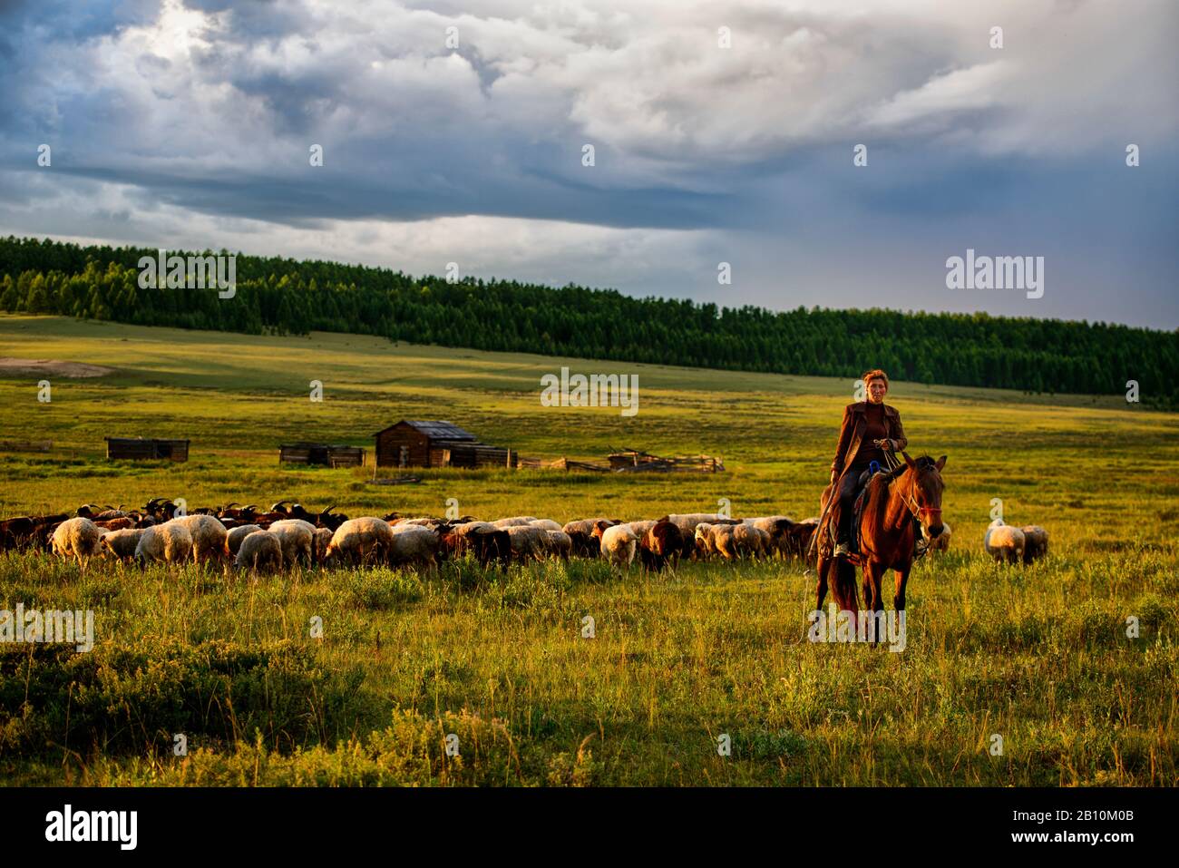 Rinderherde weiden und Hirten in der mongolischen Steppe, der Mongolei Stockfoto