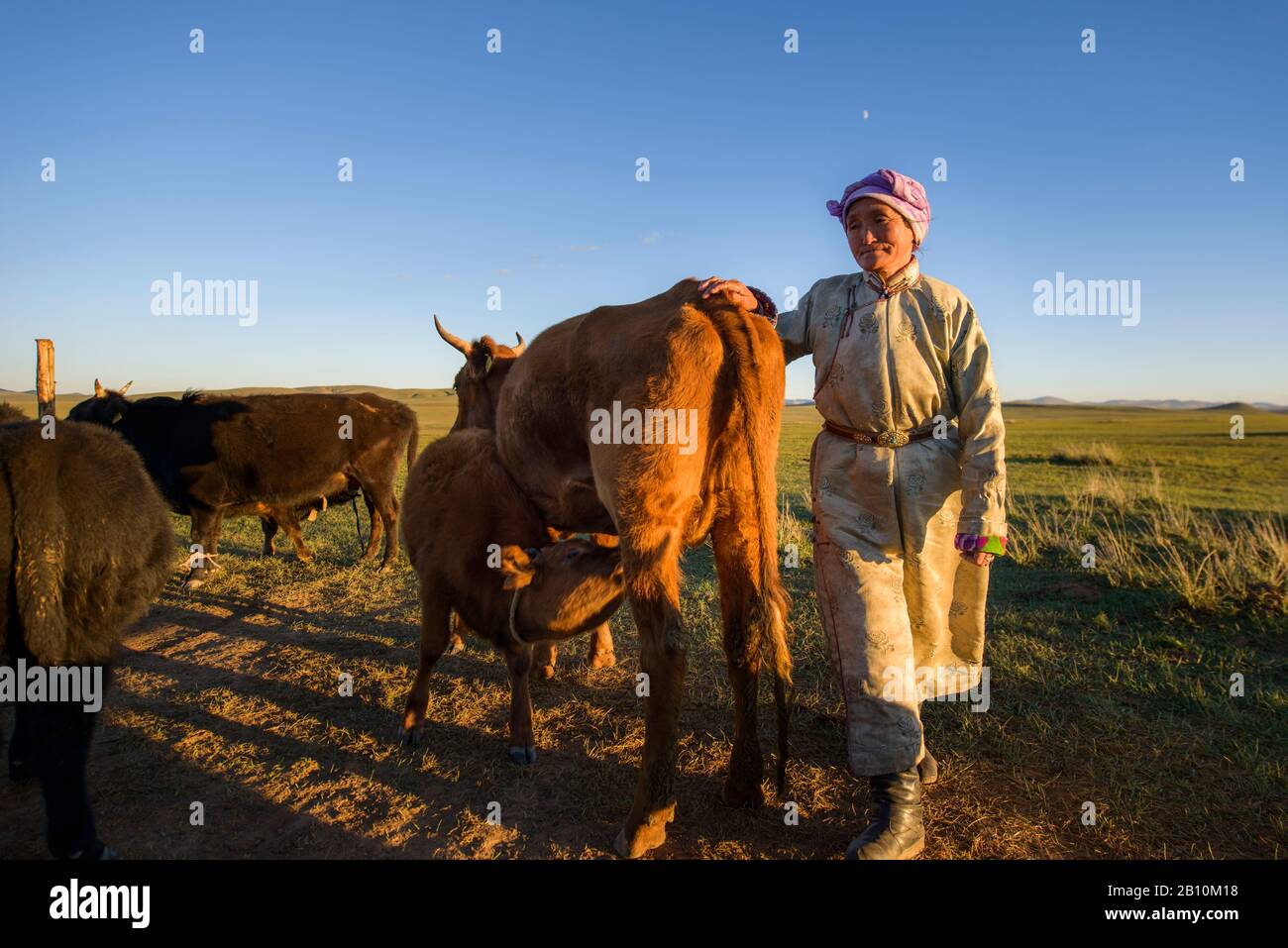 Mongolische Nomadenfrauen mit Milchkühen in der Steppe, der Mongolei Stockfoto
