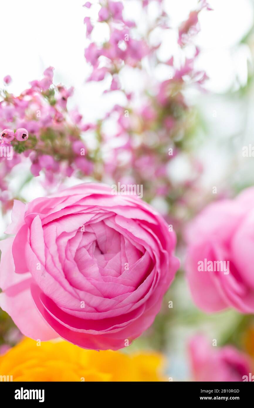 Nahaufnahme eines rosafarbenen Ranunculus. Eine weitere und einige wilde Blumen befinden sich um den wichtigsten Ranunculus. Stockfoto