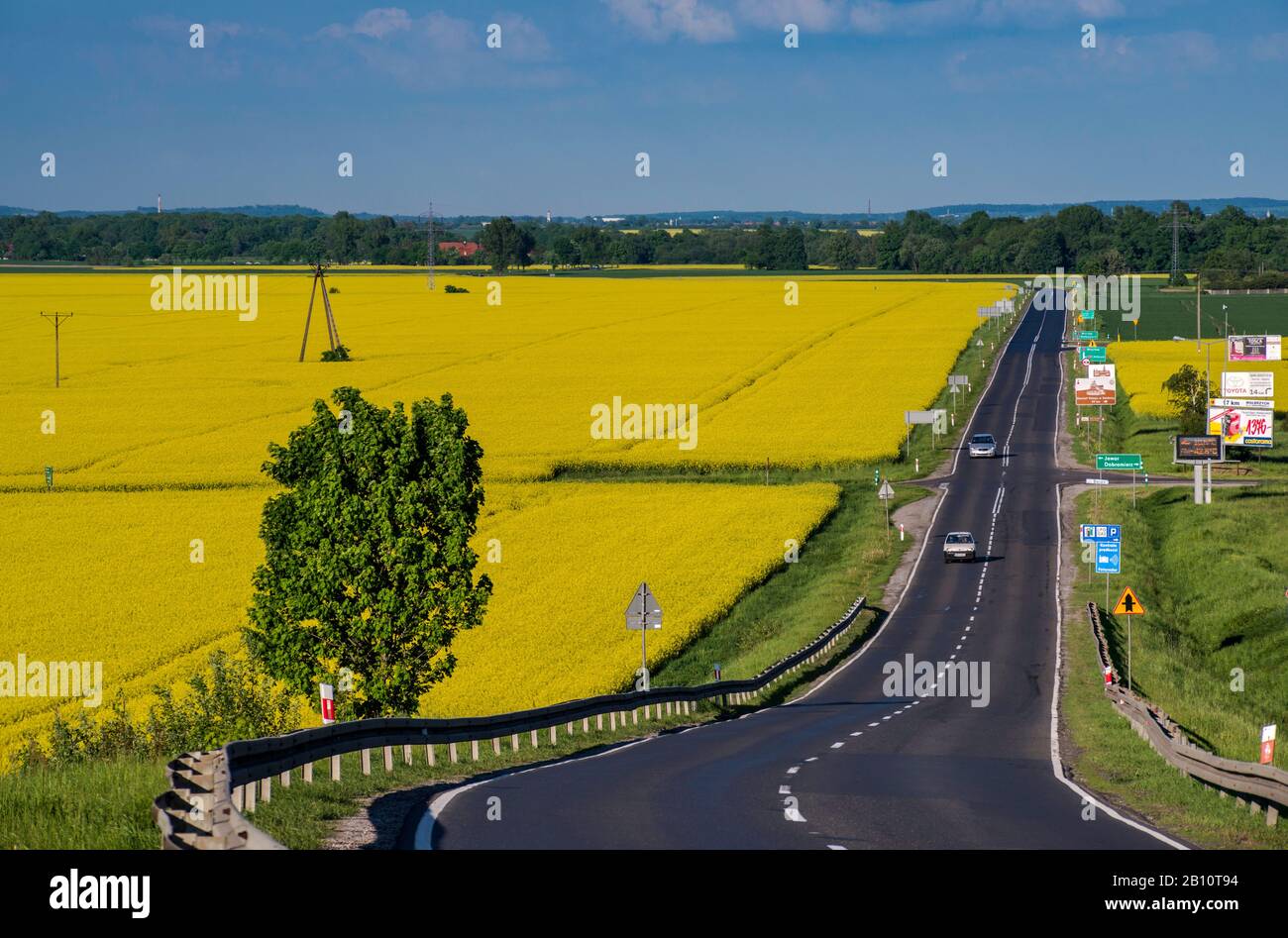 Rapsfelder, Quelle für Rapsöl, das im Frühjahr blüht, von der Straße in der Nähe von Dobromierz, Niedermösien, Polen aus gesehen Stockfoto